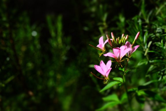 la-templiere-saint-lizier-cleome