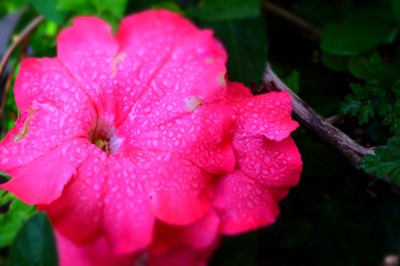 la-templiere-saint-lizier-petunia