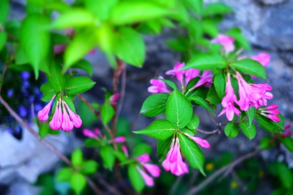 la-templiere-saint-lizier-weigelia-stelzneri